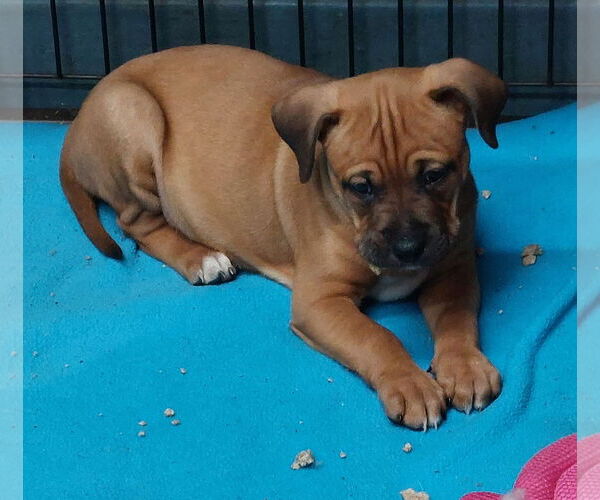 Medium Photo #2 Boxer-Unknown Mix Puppy For Sale in Sanford, FL, USA