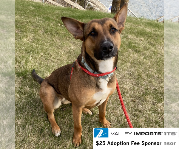 Medium Photo #8 Mutt Puppy For Sale in Fargo, ND, USA