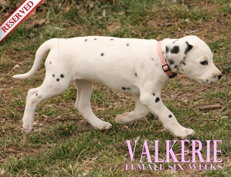 Medium Photo #57 Dalmatian Puppy For Sale in ENID, OK, USA