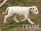 Small Photo #57 Dalmatian Puppy For Sale in ENID, OK, USA