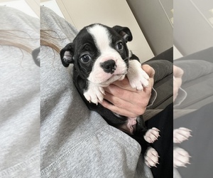Boston Terrier Puppy for sale in HELENA, MT, USA