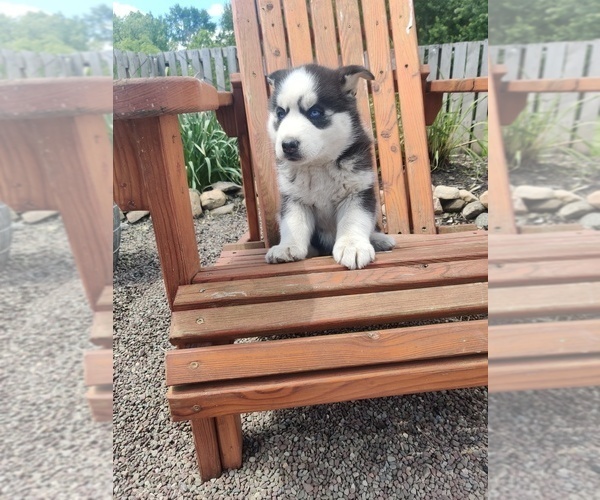 Medium Photo #12 Siberian Husky Puppy For Sale in AUBURN, NY, USA