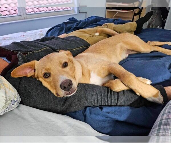 Medium Photo #3 Labrador Retriever-Unknown Mix Puppy For Sale in Tampa, FL, USA