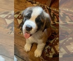 Puppy Aurora Saint Bernard
