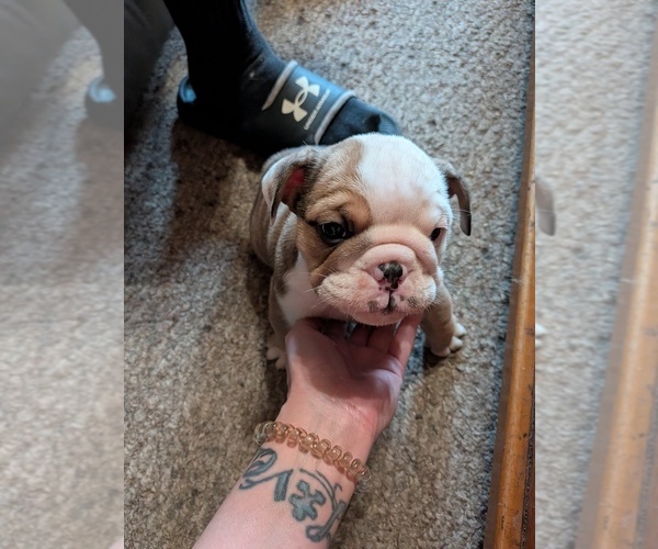 Medium Photo #22 English Bulldog Puppy For Sale in WHITELAND, IN, USA