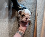Small #21 English Bulldog