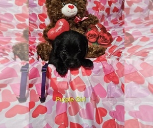 Medium Labrador Retriever