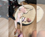 Small Photo #3 Daniff Puppy For Sale in Bullard, TX, USA