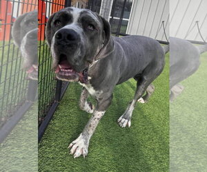 Daniff Dogs for adoption in Alexander, AR, USA