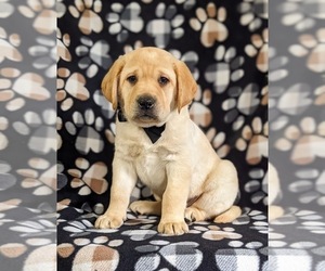 Labrador Retriever Puppy for sale in LITITZ, PA, USA