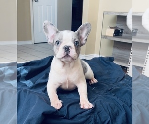 French Bulldog Puppy for sale in BALCH SPRINGS, TX, USA