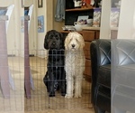 Small Photo #1 Goldendoodle Puppy For Sale in QUEEN CREEK, AZ, USA