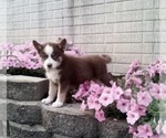 Small Photo #1 Pomsky Puppy For Sale in HOLMESVILLE, OH, USA