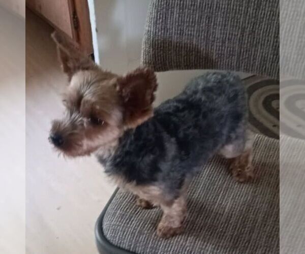 Medium Photo #1 Yorkshire Terrier Puppy For Sale in ECONOMY, IN, USA