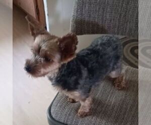 Mother of the Yorkshire Terrier puppies born on 06/09/2026