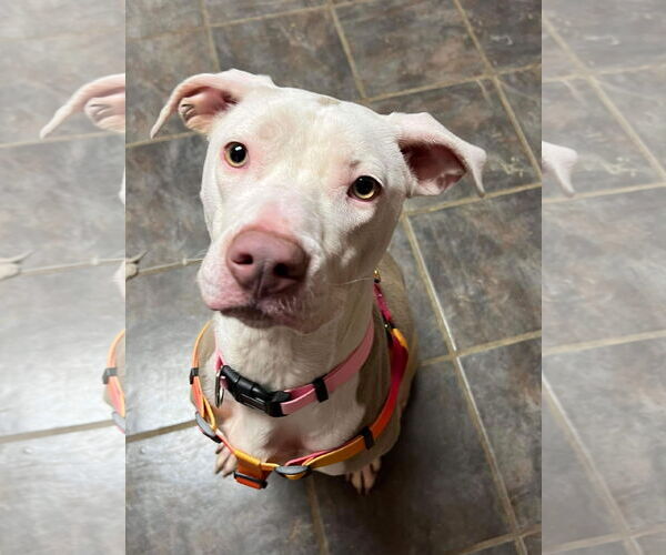 Medium Photo #37 American Pit Bull Terrier-Unknown Mix Puppy For Sale in Germantown, OH, USA
