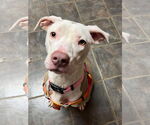 Small #36 American Pit Bull Terrier Mix