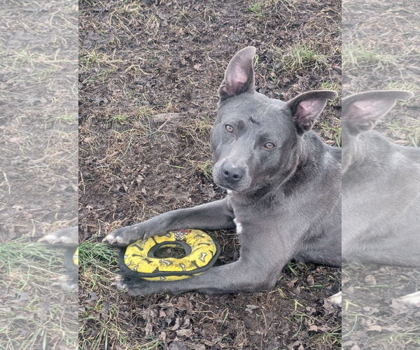 Medium Photo #23 American Pit Bull Terrier-Labrador Retriever Mix Puppy For Sale in Germantown, OH, USA