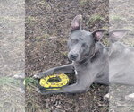 Small #22 American Pit Bull Terrier-Labrador Retriever Mix