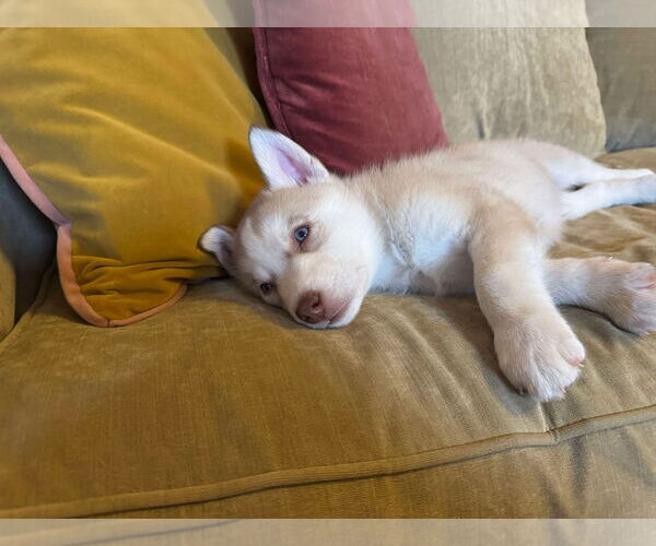 Medium Photo #20 Siberian Husky Puppy For Sale in Gretna, NE, USA
