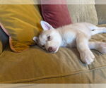 Small #19 Siberian Husky