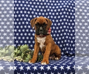Boxer Puppy for sale in PARADISE, PA, USA