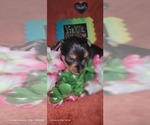 Small Photo #148 Yorkshire Terrier Puppy For Sale in AKRON, OH, USA