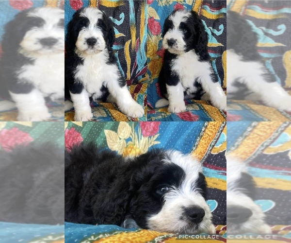 Medium Photo #4 Bernedoodle Puppy For Sale in BUFFALO GAP, TX, USA