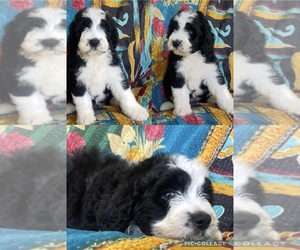 Medium Bernedoodle