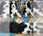 Puppy Daisy Bernedoodle