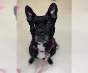 Mutt Dogs for adoption in Center Township, PA, USA