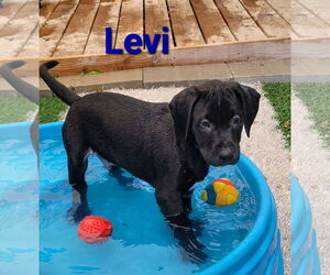 Labrador Retriever-Unknown Mix Dogs for adoption in Des Moines, IA, USA