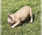Small #6 French Bulldog