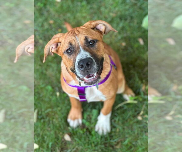 Medium Photo #2 Saint Bernard-Unknown Mix Puppy For Sale in Clarkston, MI, USA