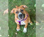 Small #1 Saint Bernard Mix
