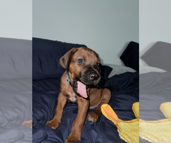 Medium Photo #18 Rhodesian Ridgeback Puppy For Sale in MURFREESBORO, TN, USA