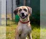 Small #1 Great Pyrenees Mix