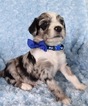 Small Photo #1 Bordoodle Puppy For Sale in OAK HILL, WV, USA