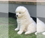 Small Photo #13 Samoyed Puppy For Sale in WASILLA, AK, USA