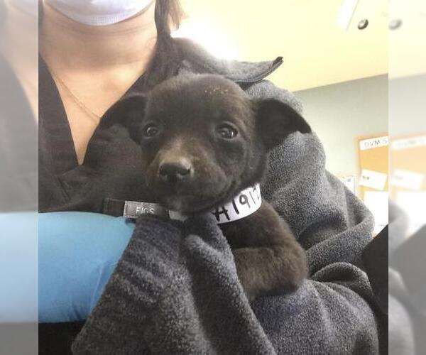 Medium Photo #1 Mutt Puppy For Sale in Riverside, CA, USA