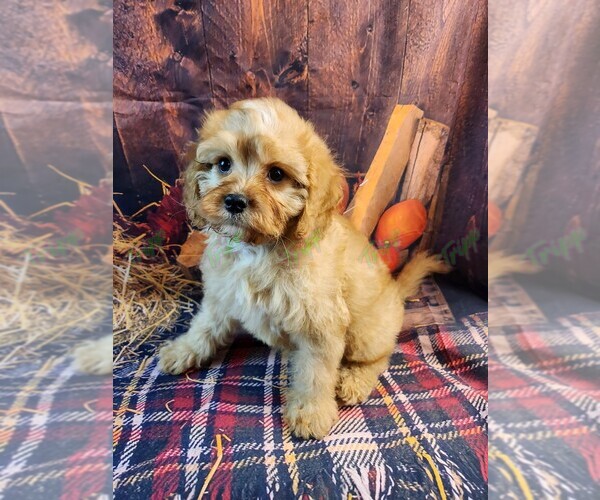 Medium Photo #1 Cavapoo Puppy For Sale in TECUMSEH, MI, USA