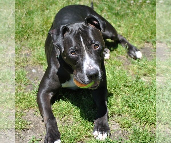 Medium Photo #2 Boxer-Staffordshire Bull Terrier Mix Puppy For Sale in Spring Lake, NJ, USA