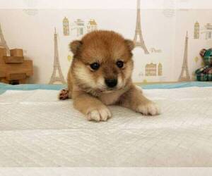 Shiba Inu Puppy for sale in NEW YORK, NY, USA