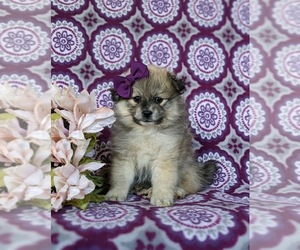 Pomeranian Puppy for sale in CHRISTIANA, PA, USA