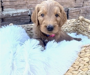 Doodle-Goldendoodle Mix Puppy for sale in SUN CITY, AZ, USA