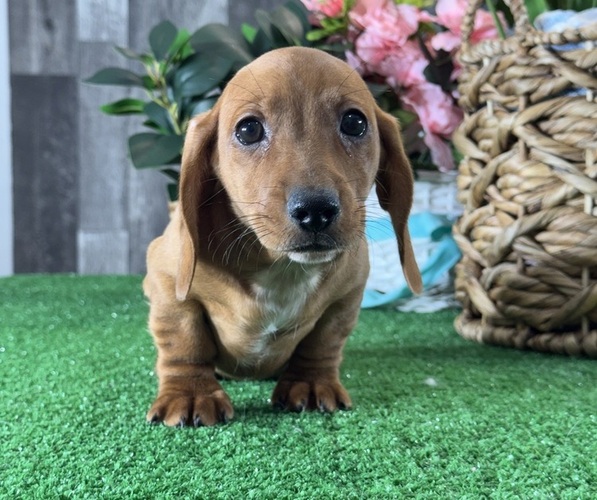 Medium Photo #5 Dachshund Puppy For Sale in CANOGA, NY, USA