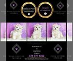 Small Photo #25 Maltipoo (Toy) Puppy For Sale in WARSAW, IN, USA