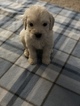 Small #42 Goldendoodle
