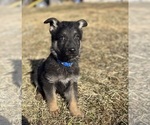 Puppy Blue Collar German Shepherd Dog