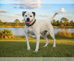 Small #1 American Bulldog Mix